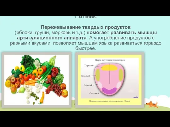 Питание. Пережевывание твердых продуктов (яблоки, груши, морковь и т.д.) помогает развивать мышцы артикуляционного