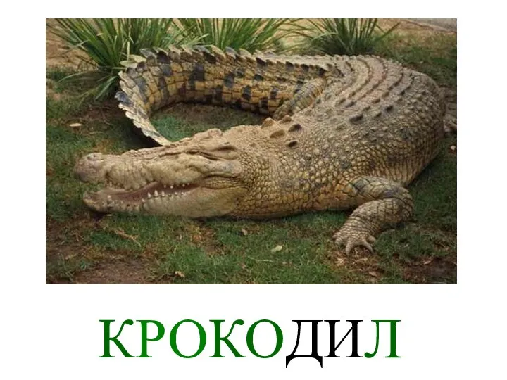 КРОКОДИЛ