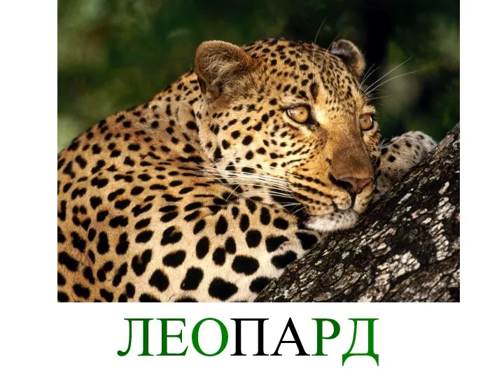 ЛЕОПАРД