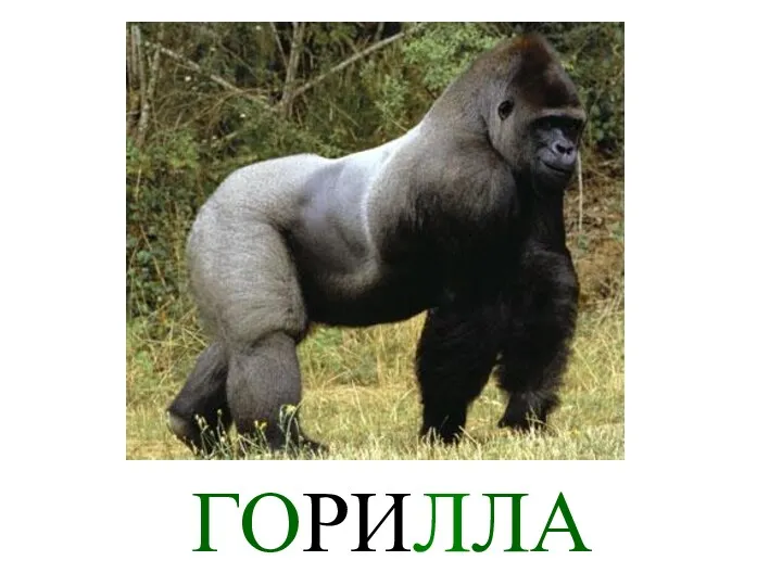 ГОРИЛЛА