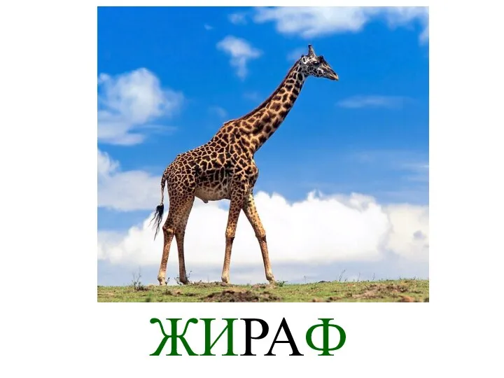 ЖИРАФ