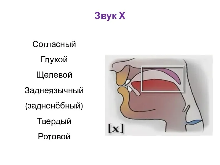 Звук Х Согласный Глухой Щелевой Заднеязычный (задненёбный) Твердый Ротовой