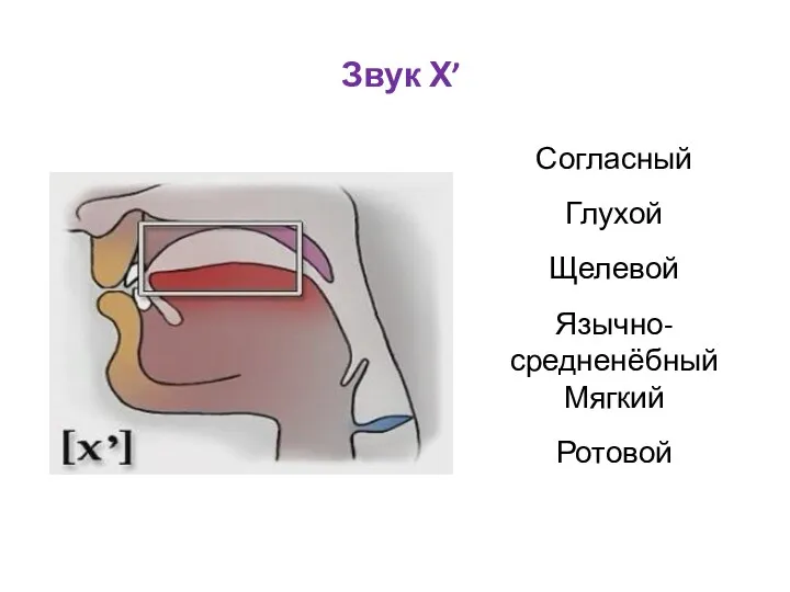 Звук Х’ Согласный Глухой Щелевой Язычно-средненёбный Мягкий Ротовой