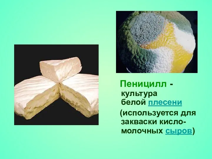 Пеницилл - культура белой плесени (используется для закваски кисло-молочных сыров)