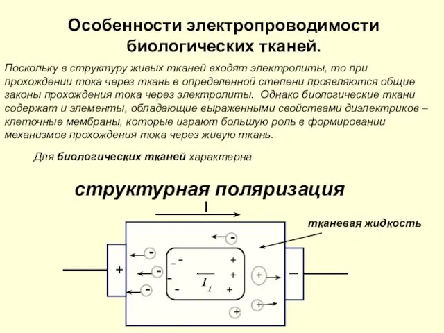 Особенности электропроводимости биологических тканей. Поскольку в структуру живых тканей входят