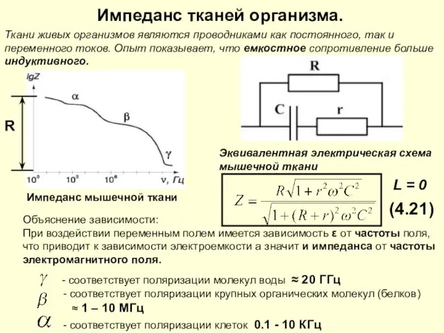 Импеданс тканей организма. Импеданс мышечной ткани Эквивалентная электрическая схема мышечной