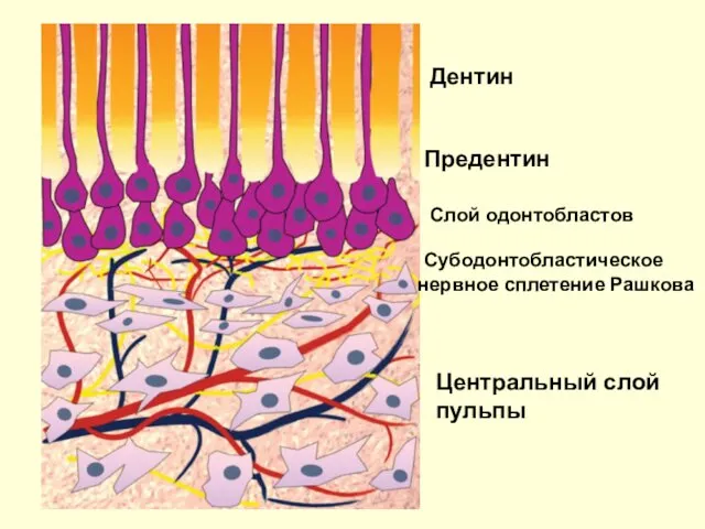 Дентин Предентин Слой одонтобластов Субодонтобластическое нервное сплетение Рашкова Центральный слой пульпы