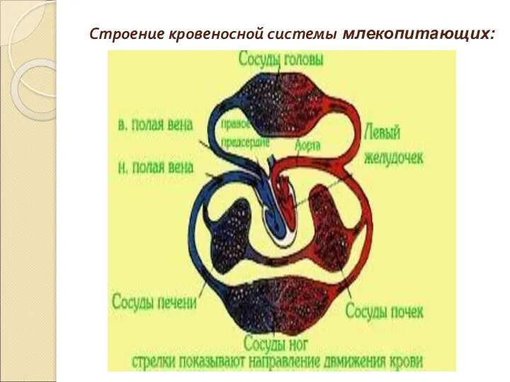 Строение кровеносной системы млекопитающих: