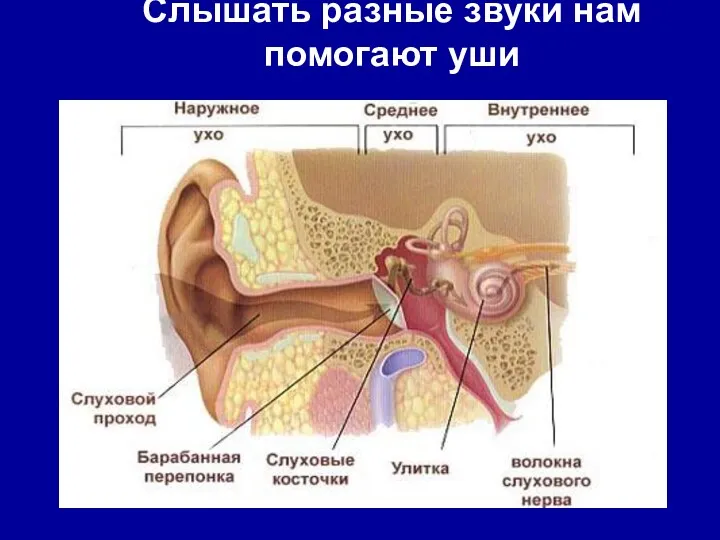 Слышать разные звуки нам помогают уши