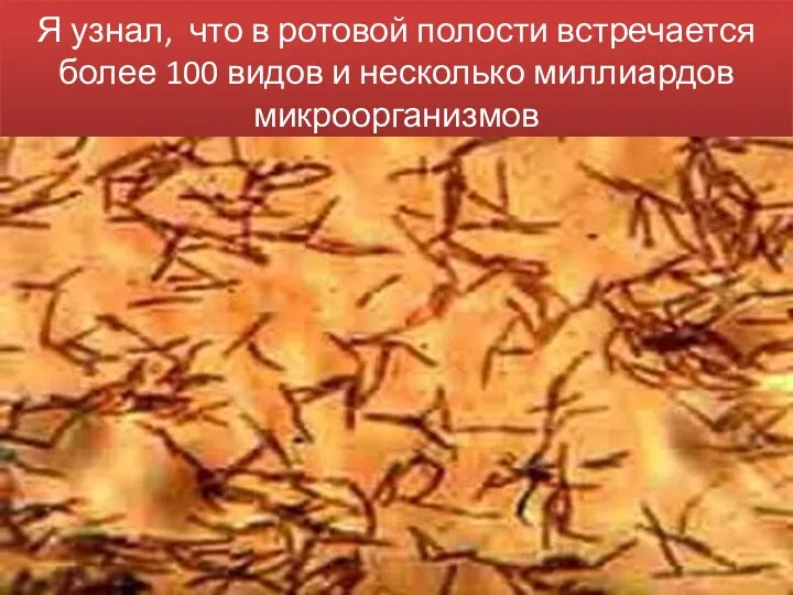 Я узнал, что в ротовой полости встречается более 100 видов и несколько миллиардов микроорганизмов