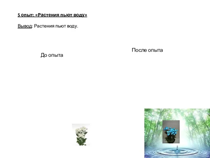 5 опыт: «Растения пьют воду» Вывод: Растения пьют воду. До опыта После опыта