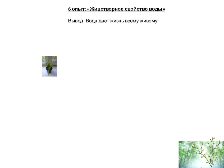 6 опыт: «Животворное свойство воды» Вывод: Вода дает жизнь всему живому.