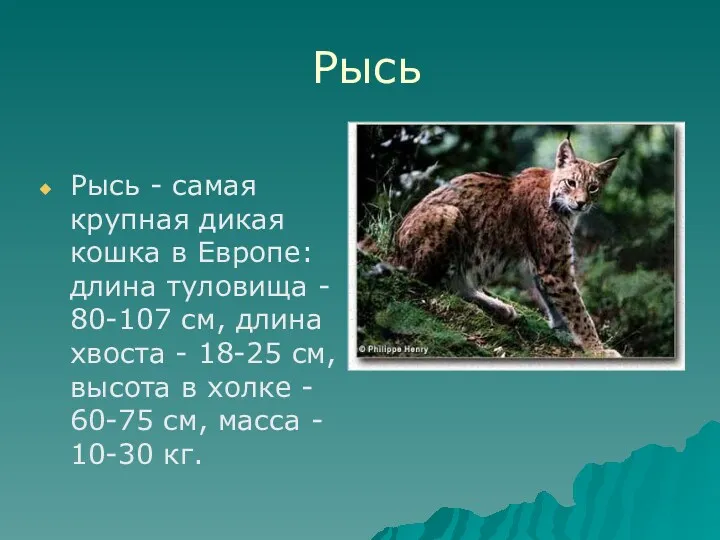 Рысь Рысь - самая крупная дикая кошка в Европе: длина