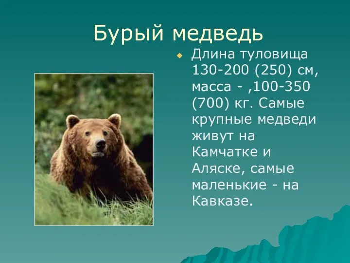 Бурый медведь Длина туловища 130-200 (250) см, масса - ,100-350