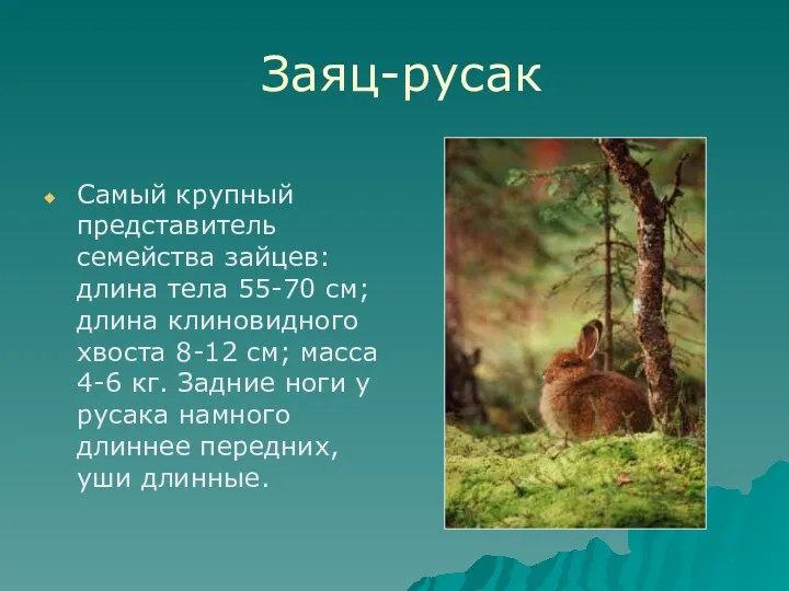Заяц-русак Самый крупный представитель семейства зайцев: длина тела 55-70 см;