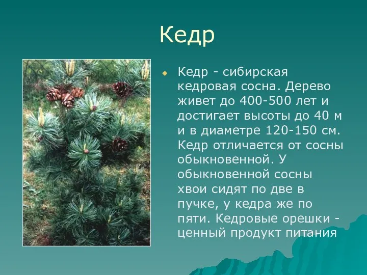 Кедр Кедр - сибирская кедровая сосна. Дерево живет до 400-500