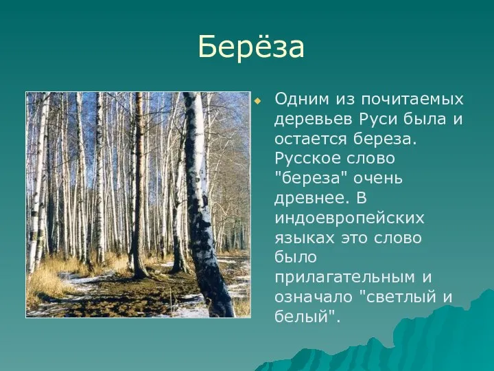 Берёза Одним из почитаемых деревьев Руси была и остается береза.