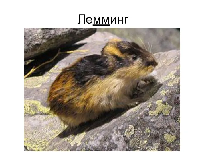 Лемминг