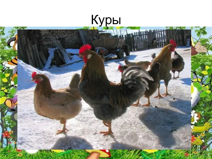 Куры