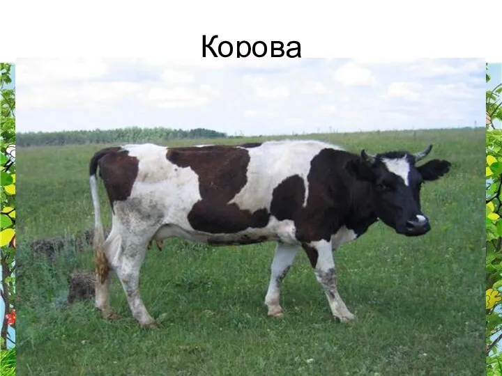 Корова