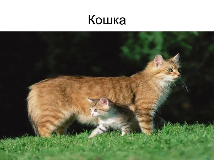 Кошка