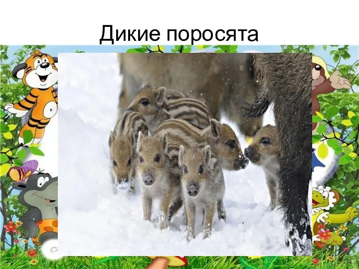 Дикие поросята