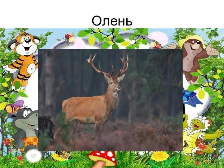 Олень