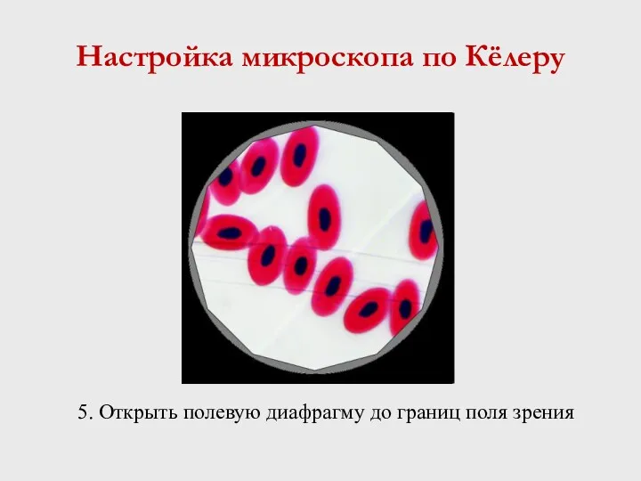 5. Открыть полевую диафрагму до границ поля зрения Настройка микроскопа по Кёлеру