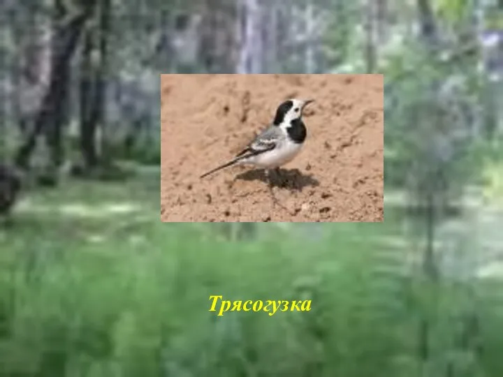 Трясогузка