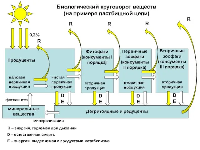 Продуценты Первичные зоофаги (консументы II порядка) Фитофаги (консументы I порядка)