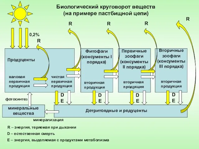 Продуценты Первичные зоофаги (консументы II порядка) Фитофаги (консументы I порядка)