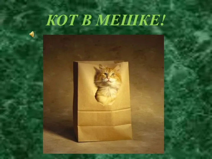 КОТ В МЕШКЕ!