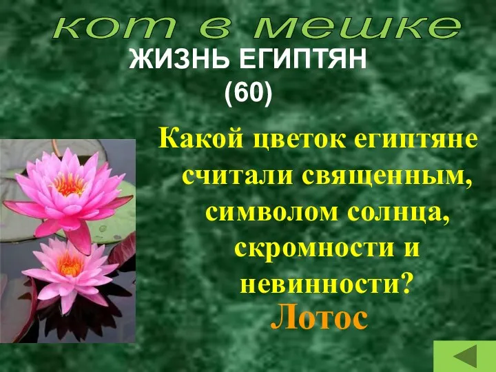 ЖИЗНЬ ЕГИПТЯН (60) Какой цветок египтяне считали священным, символом солнца, скромности и невинности?