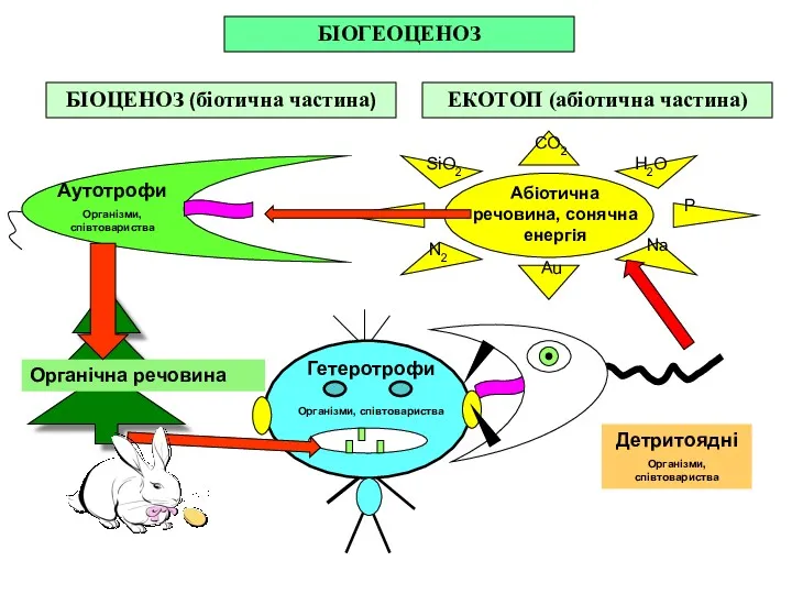 БІОГЕОЦЕНОЗ БІОЦЕНОЗ (біотична частина) ЕКОТОП (абіотична частина) Аутотрофи Організми, співтовариства