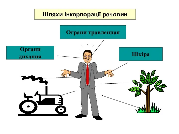 Шляхи інкорпорації речовин Органи дихання Шкіра Ограни травленная