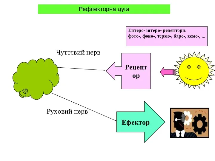 Рецептор Ефектор Руховий нерв Чуттєвий нерв Ентеро- інтеро- рецептори: фото-,