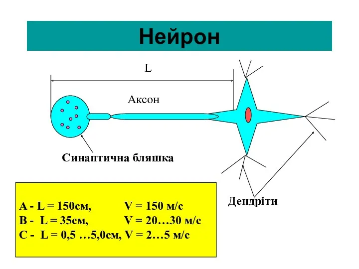 Нейрон Дендріти Синаптична бляшка L A - L = 150см,