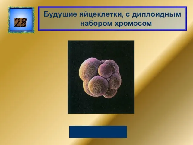 Будущие яйцеклетки, с диплоидным набором хромосом 28 Овоциты