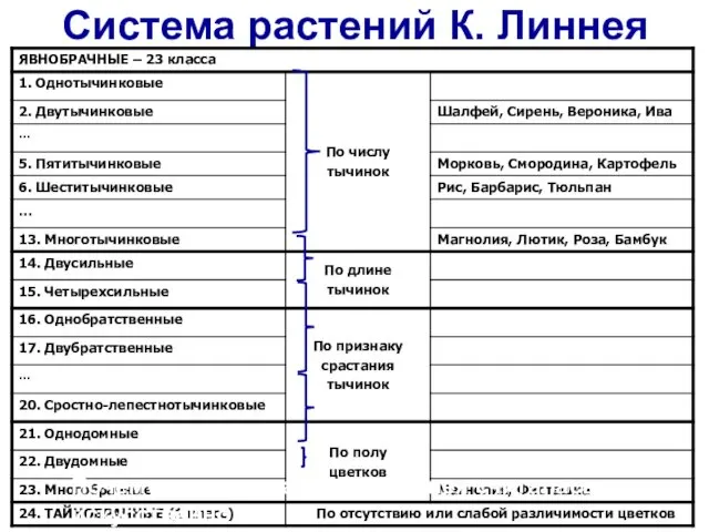 Система растений К. Линнея Почему система растений Линнея считалась искусственной?