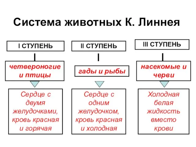 Система животных К. Линнея І СТУПЕНЬ ІІ СТУПЕНЬ ІІІ СТУПЕНЬ