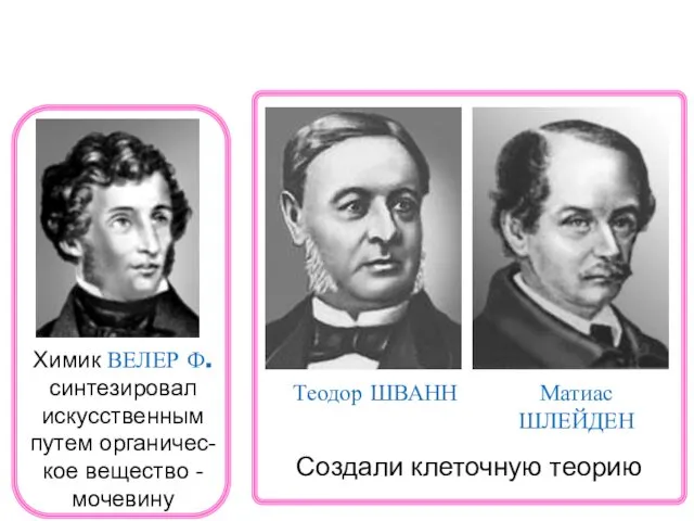 Химик ВЕЛЕР Ф. синтезировал искусственным путем органичес-кое вещество - мочевину Теодор ШВАНН Матиас