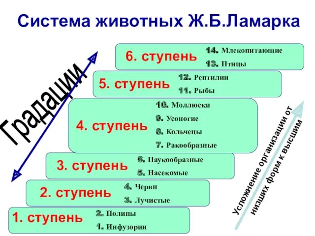 Усложнение организации от низших форм к высшим Градации Система животных Ж.Б.Ламарка