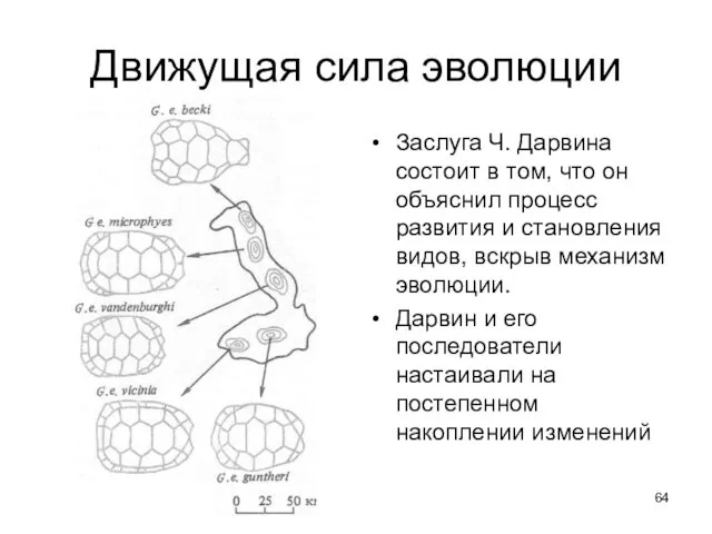 Движущая сила эволюции Заслуга Ч. Дарвина состоит в том, что он объяснил процесс