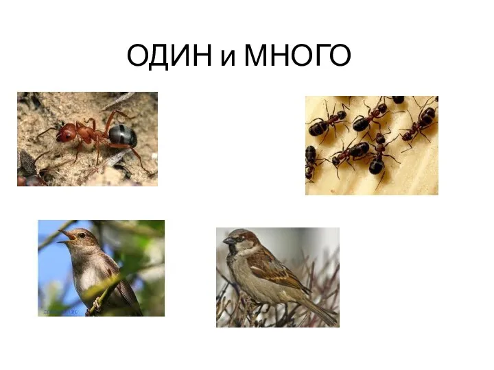 ОДИН и МНОГО