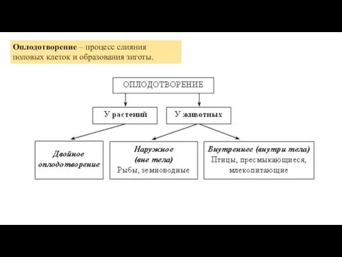 Оплодотворение – процесс слияния половых клеток и образования зиготы.