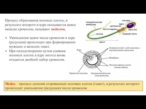 Процесс образования половых клеток, в результате которого в ядре оказывается вдвое меньше хромосом,