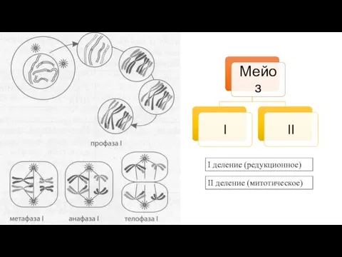 I деление (редукционное) II деление (митотическое)