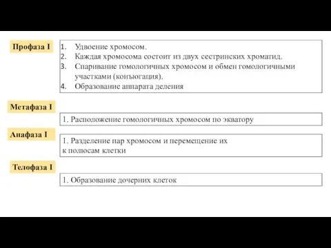 Профаза I Удвоение хромосом. Каждая хромосома состоит из двух сестринских хроматид. Спаривание гомологичных