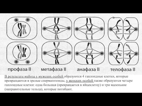 Профаза II 1. В каждой дочерней клетке образуется новое веретено