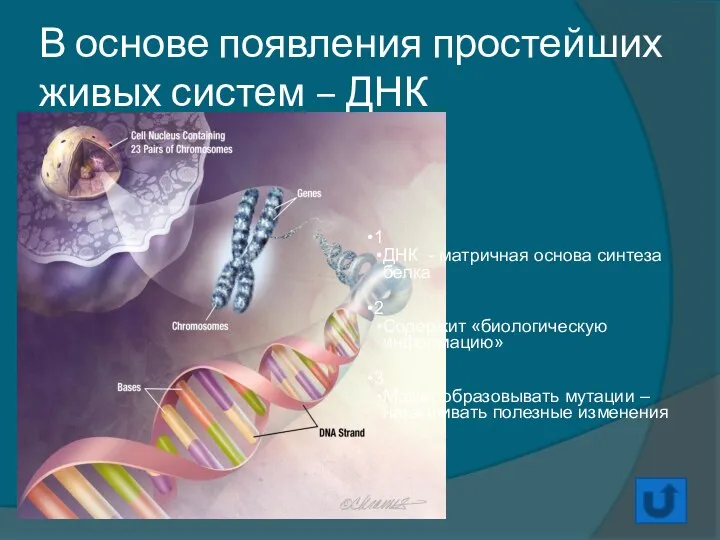 В основе появления простейших живых систем – ДНК 1 ДНК